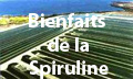 www.spiruline-algue.net